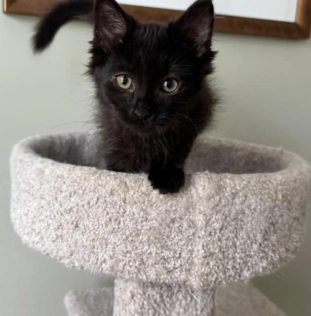 A baby medium-sized female Black Domestic Long Hair cat named Phiper for adoption in Grove City, OH