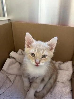 A baby small-sized male Domestic Short Hair cat named Elmer for adoption in Westland, MI