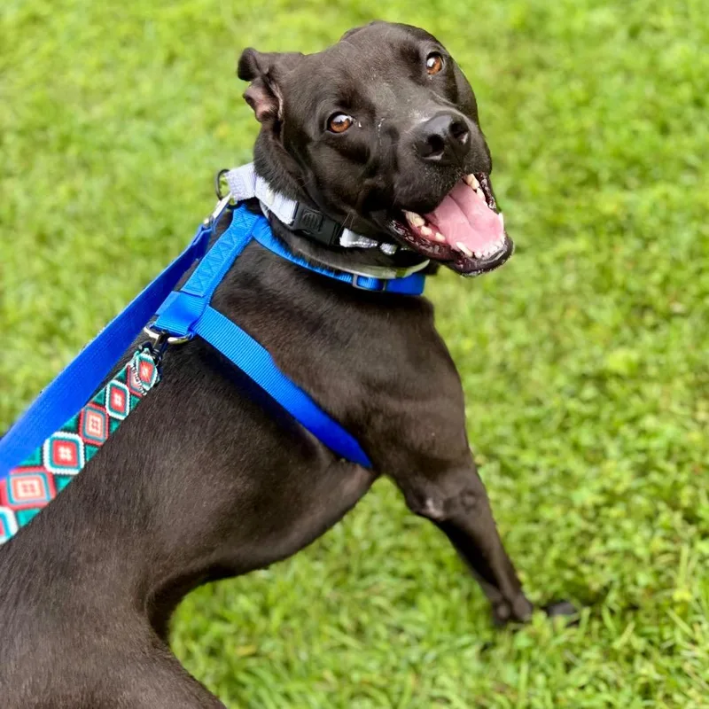 An adult medium-sized female Mixed Breed dog named Allie for adoption in Westhampton, NY