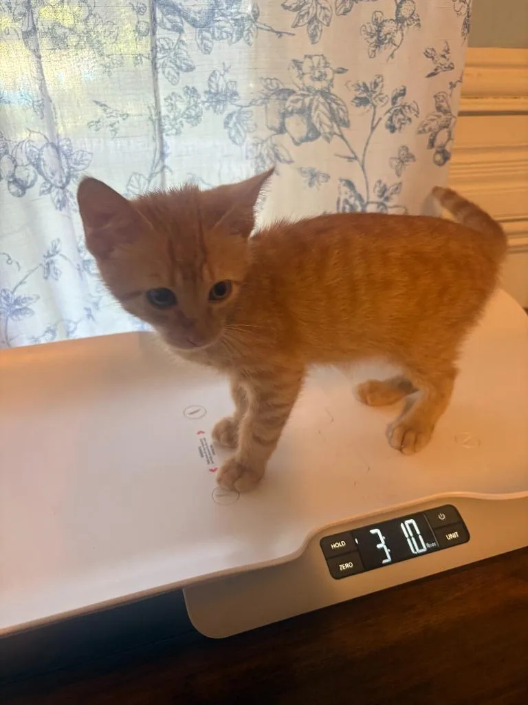 A baby large-sized male Tabby cat named Stoney Lareau for adoption in Nacogdoches, TX