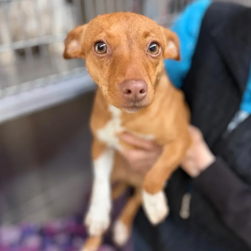 A young small-sized female Red / Chestnut / Orange Chihuahua dog named Socks for adoption in Denison, TX