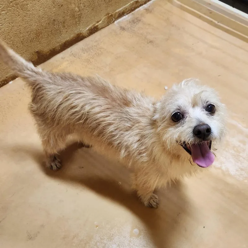 A senior small-sized male Wirehaired Terrier dog named Albus for adoption in Marble Falls, TX