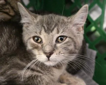 A baby small-sized female Domestic Short Hair cat named Mellow for adoption in West Seneca, NY