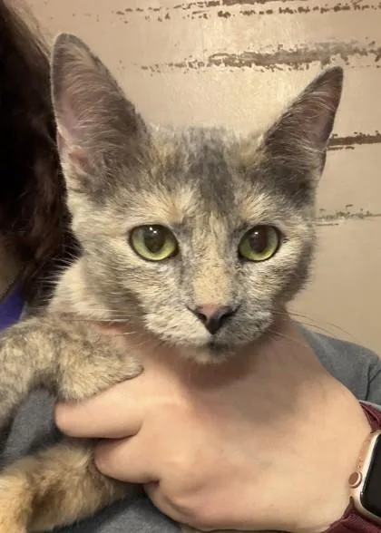 A young small-sized female Domestic Short Hair cat named Morticia for adoption in New Albany, IN