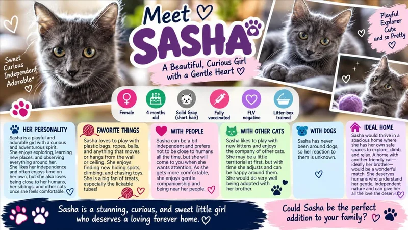 A young medium-sized female Domestic Medium Hair cat named Sasha for adoption in Phoenix, AZ