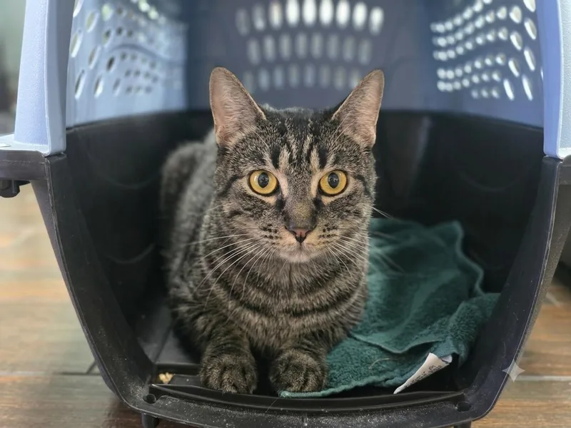 An adult medium-sized female Brown / Chocolate Domestic Short Hair cat named Helena for adoption in Oviedo, FL