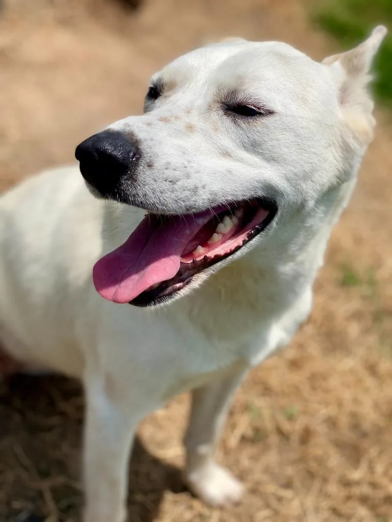 A young large-sized female Mixed Breed dog named Snow White for adoption in Chickamauga , GA
