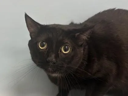 An adult small-sized male Domestic Short Hair cat named Niles for adoption in Woodbury, MN