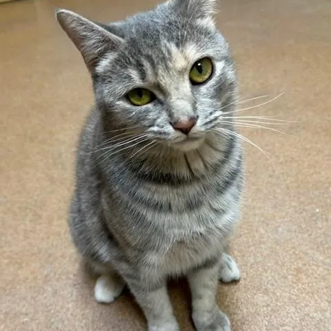 A young medium-sized female Tabby (Gray / Blue / Silver) Domestic Short Hair cat named Papyrus for adoption in Norwalk, CT