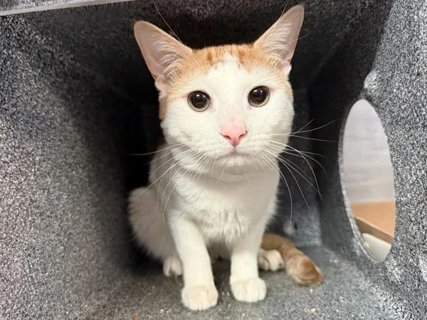 A young medium-sized male Domestic Short Hair cat named Azriel for adoption in New York, NY
