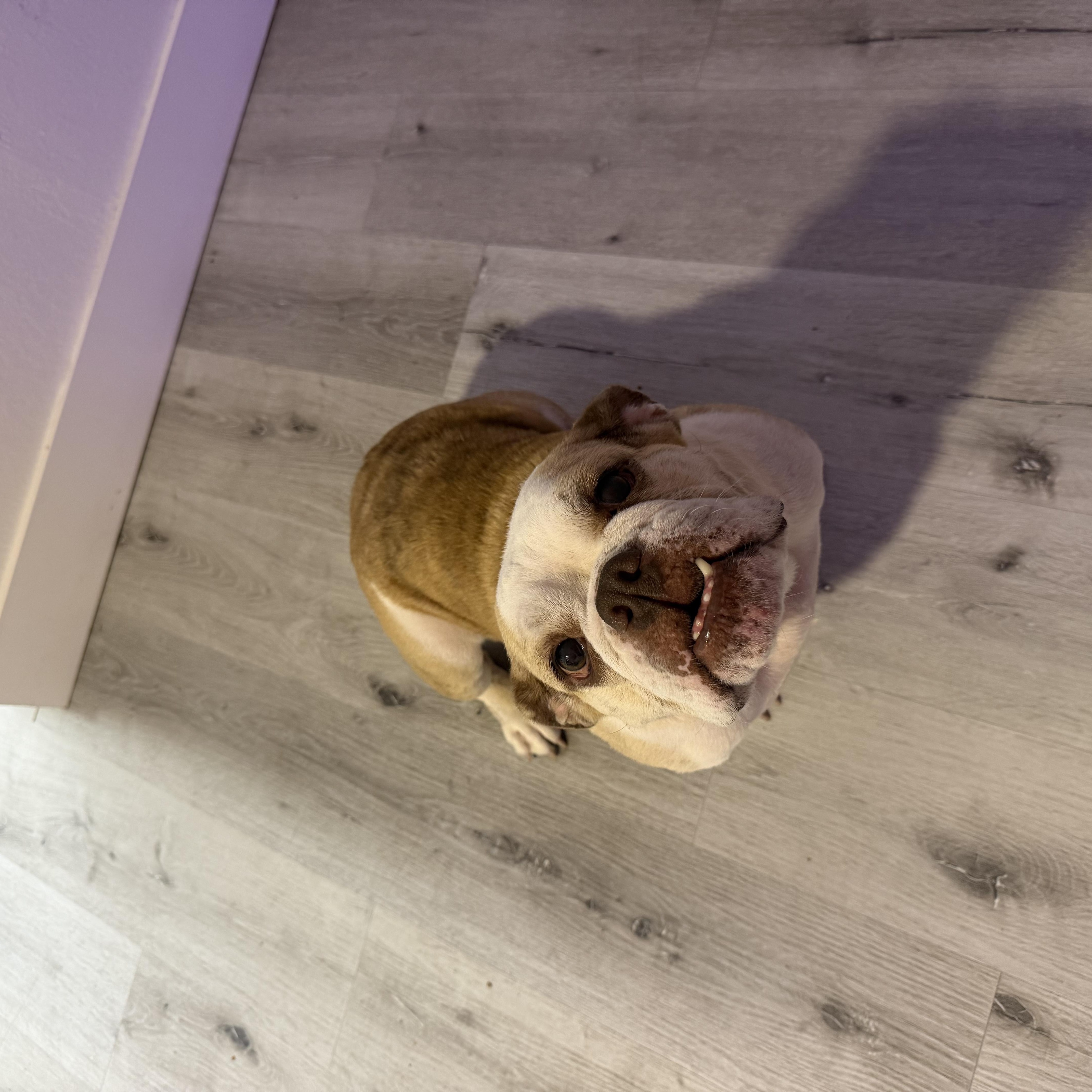 An adult medium-sized female Bicolor English Bulldog dog named Bonnie for adoption in SACRAMENTO, CA