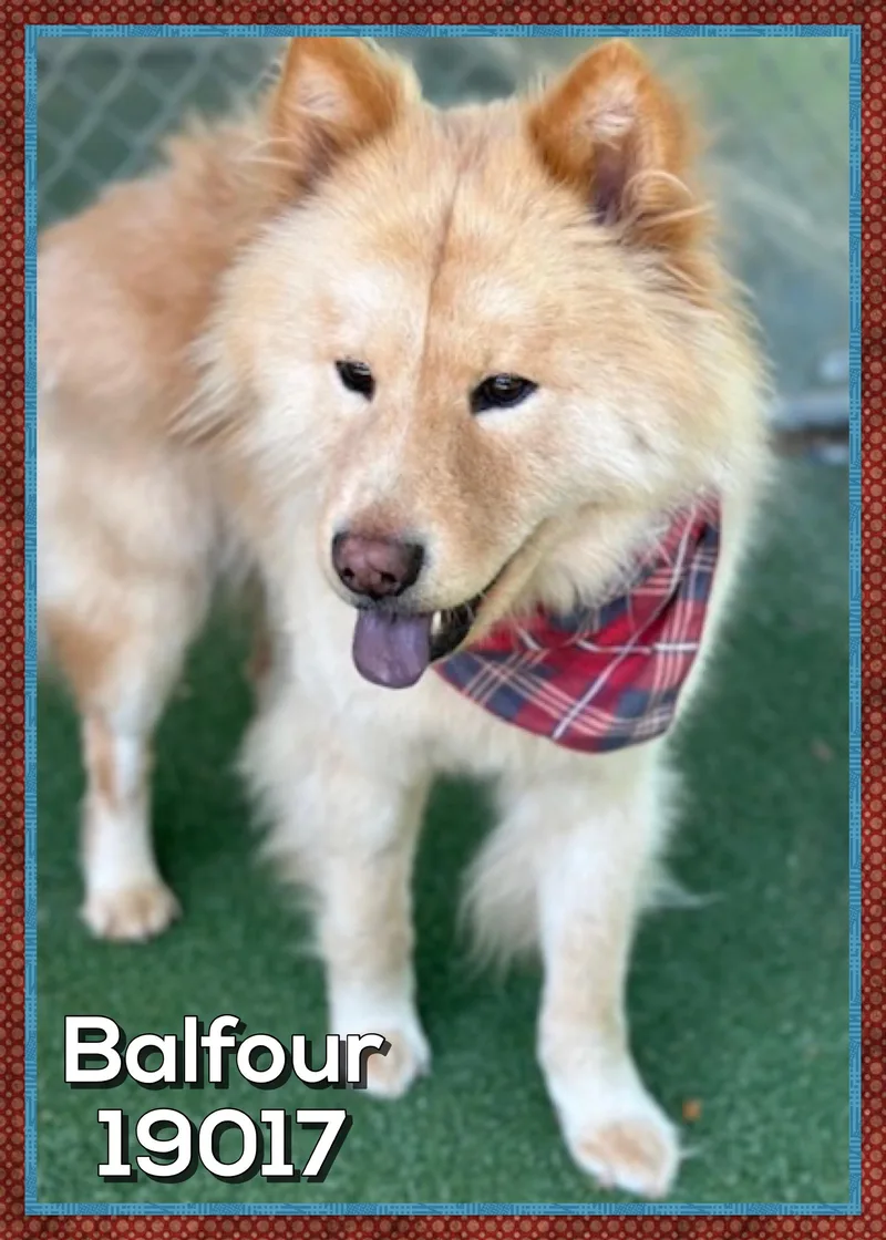 An adult medium-sized male Yellow / Tan / Blond / Fawn Chow Chow dog named Balfour for adoption in Marietta, GA