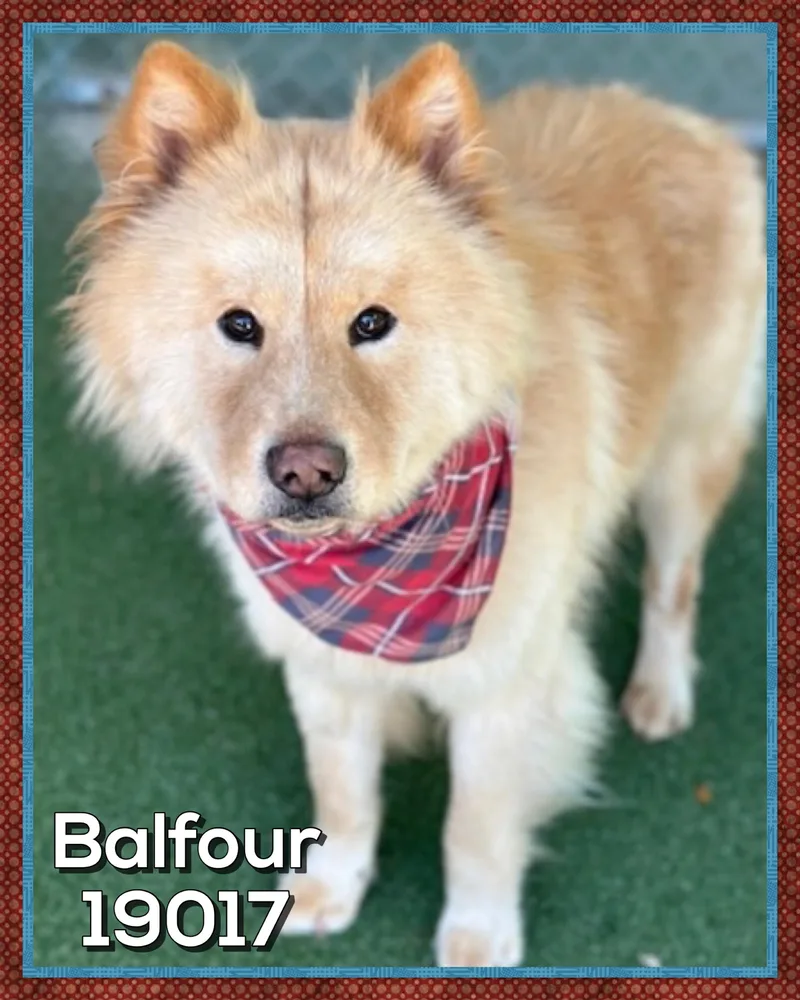 Balfour thumbnail 2