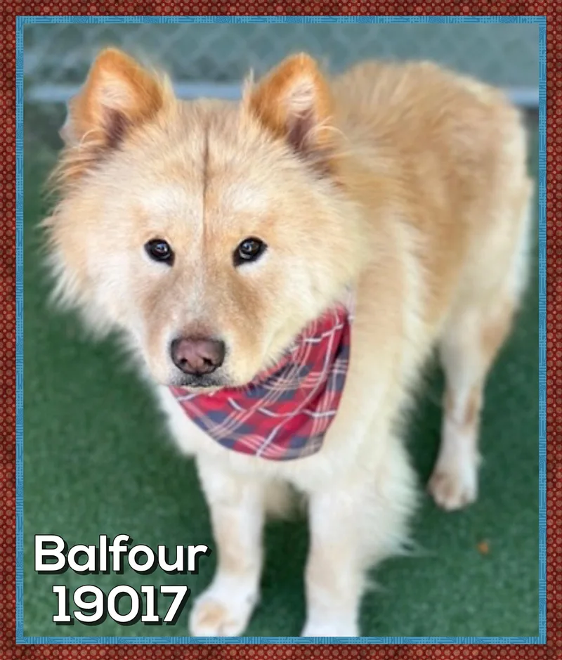 Balfour thumbnail 4