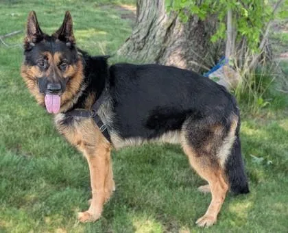 An adult large-sized male German Shepherd Dog dog named Shep for adoption in Baraboo, WI