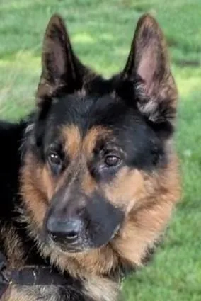 Shep thumbnail 2