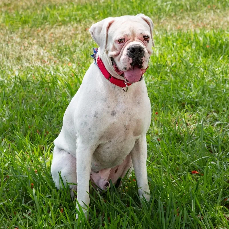 Clyde