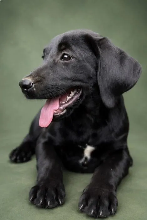 A baby medium-sized female Black Beagle dog named Lake for adoption in Watertown, CT