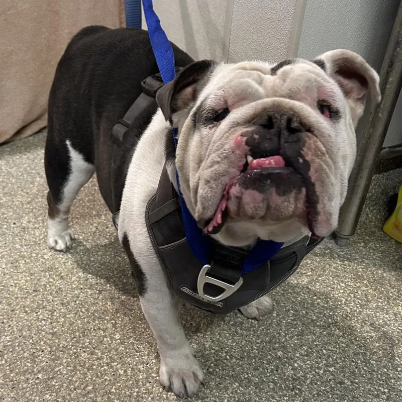 An adult large-sized female Gray / Blue / Silver English Bulldog dog named IVHSStray for adoption in San Gabriel, CA