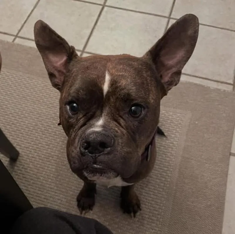 A young medium-sized female Brindle Bulldog dog named Amaiya for adoption in Houston, TX