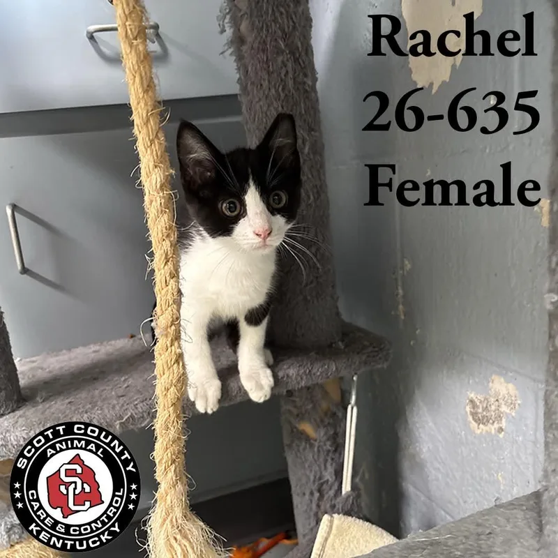 A young small-sized female Black & White / Tuxedo Domestic Short Hair cat named Rachel for adoption in Georgetown, KY