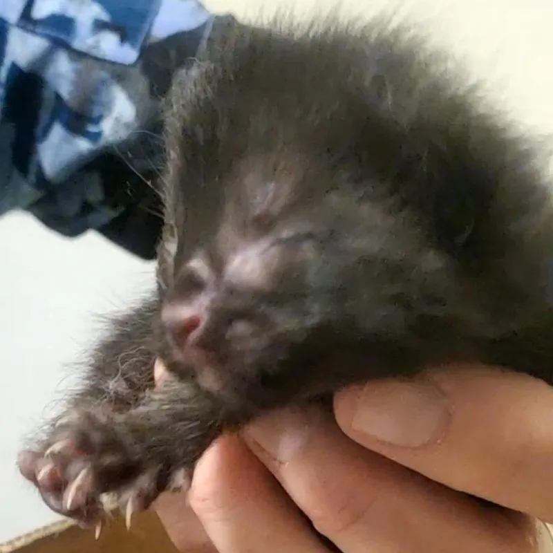 A baby small-sized female Black Domestic Short Hair cat named HoneyBee for adoption in Novelty, OH