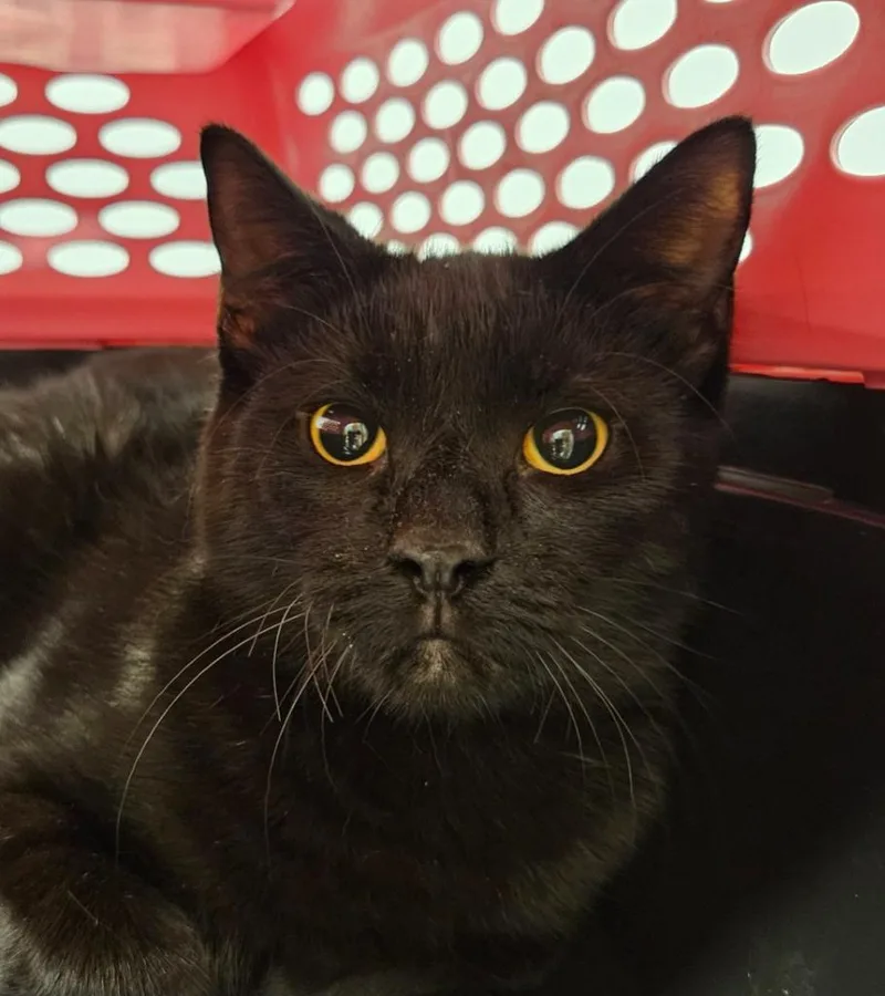 A young medium-sized male Domestic Short Hair cat named Nate for adoption in Bloomington, IN