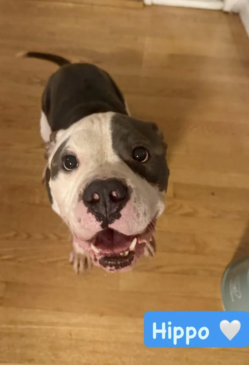 An adult medium-sized male American Staffordshire Terrier dog named Hippo for adoption in San Diego, CA