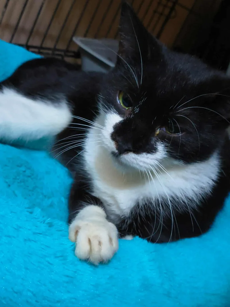 Huntress thumbnail 2