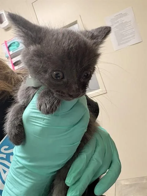 A baby small-sized female Domestic Short Hair cat named Elsa for adoption in Riverside, CA