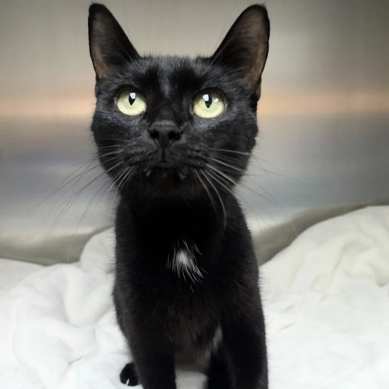 A young medium-sized female Black Domestic Short Hair cat named Bonita for adoption in Michigan City, IN
