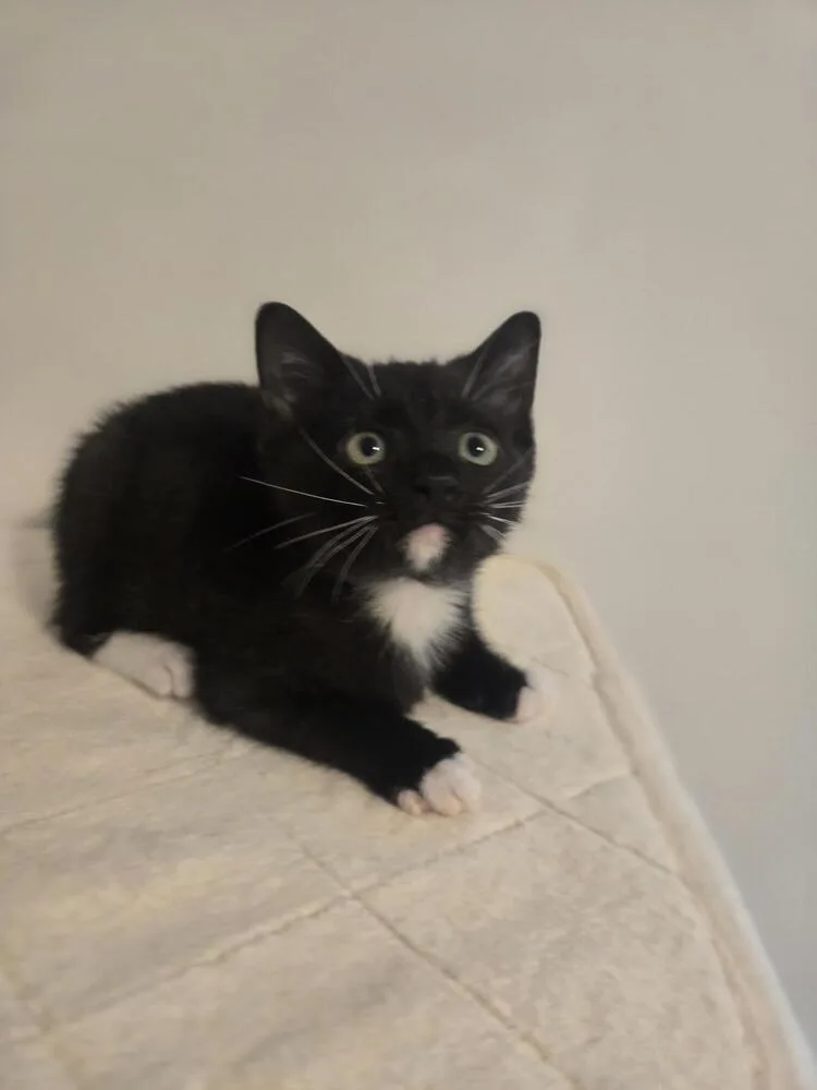 A baby small-sized male Black & White / Tuxedo Domestic Short Hair cat named Tajin for adoption in Cary, NC