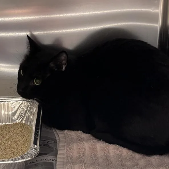 An adult large-sized male Black Domestic Short Hair cat named Junior for adoption in Asheville, NC