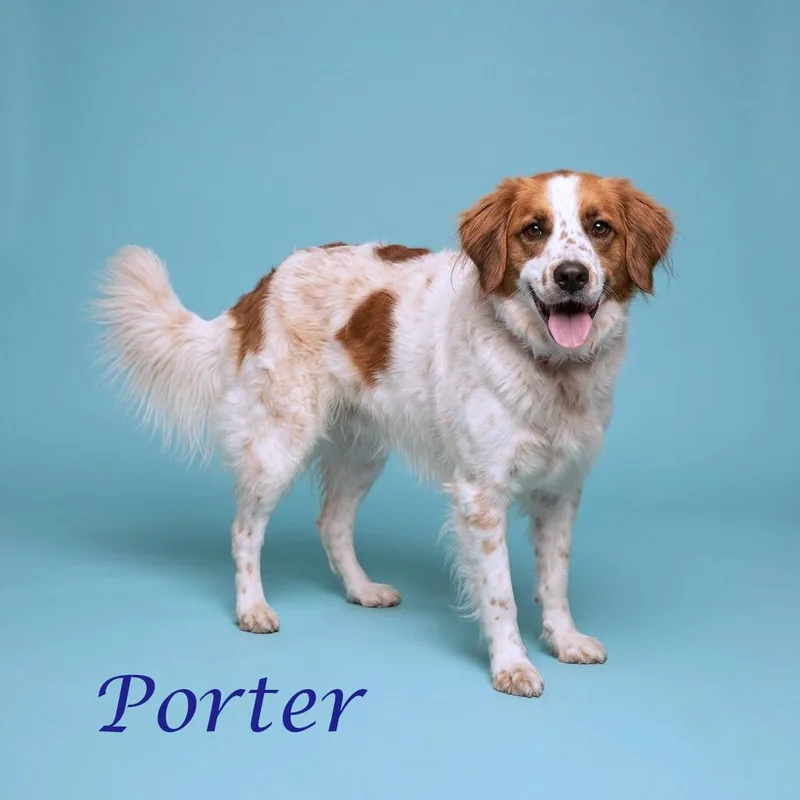 Porter Wagoner D thumbnail 2