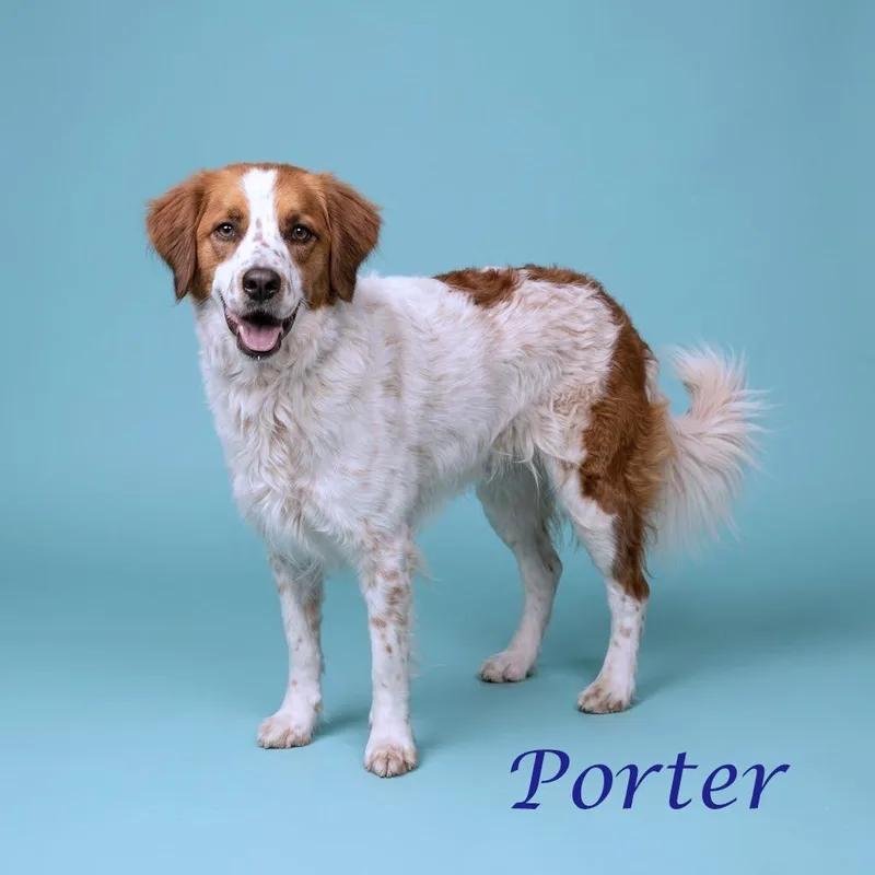 Porter Wagoner D thumbnail 3