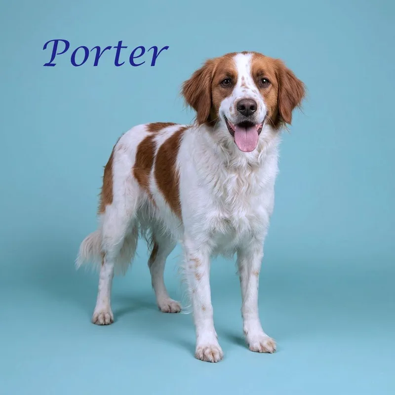 Porter Wagoner D thumbnail 4