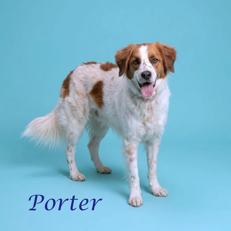 Porter Wagoner D thumbnail 5