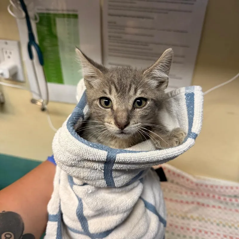A baby small-sized male Gray / Blue / Silver Domestic Short Hair cat named Furcules for adoption in Pasadena, CA
