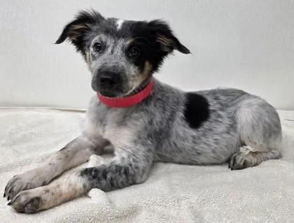 A young medium-sized male Cattle Dog dog named Butch for adoption in Phoenix, AZ