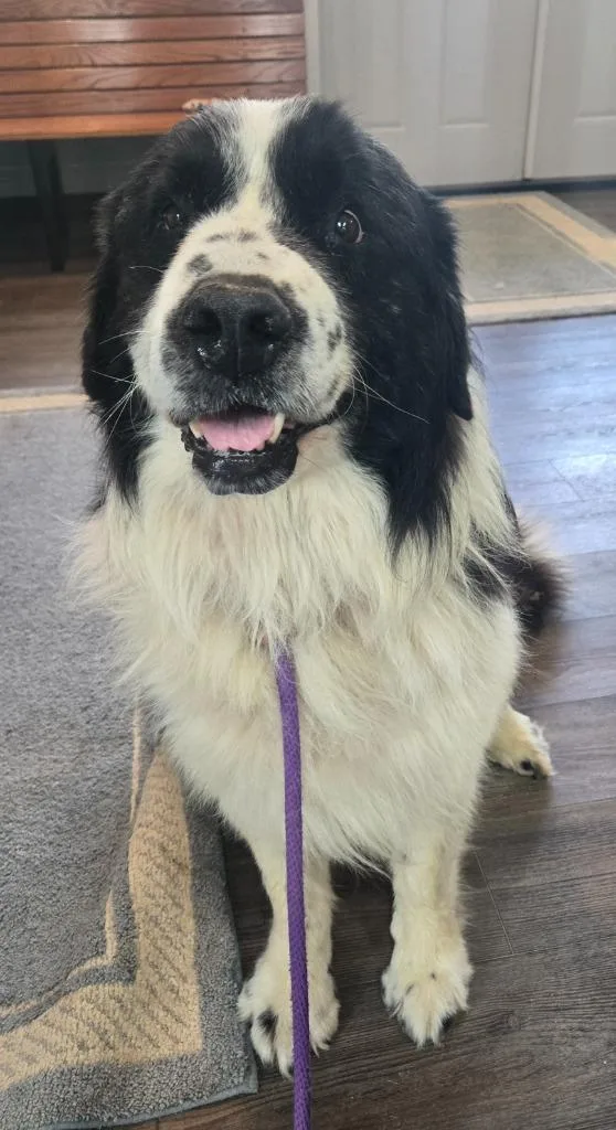 An adult large-sized male Newfoundland Dog dog named Drake for adoption in Greencastle, IN
