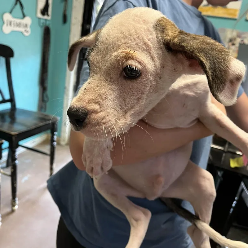 A baby small-sized male Boxer dog named Progressive for adoption in Stephenville, TX
