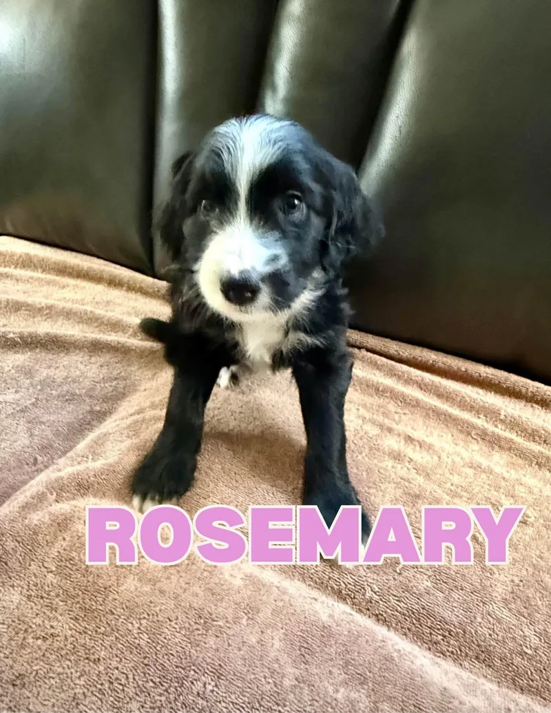 A baby medium-sized female Black Aussiedoodle dog named Rosemary for adoption in Shalimar, FL