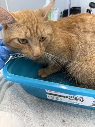 An adult large-sized male Domestic Short Hair cat named Clancy for adoption in Lafayette, IN