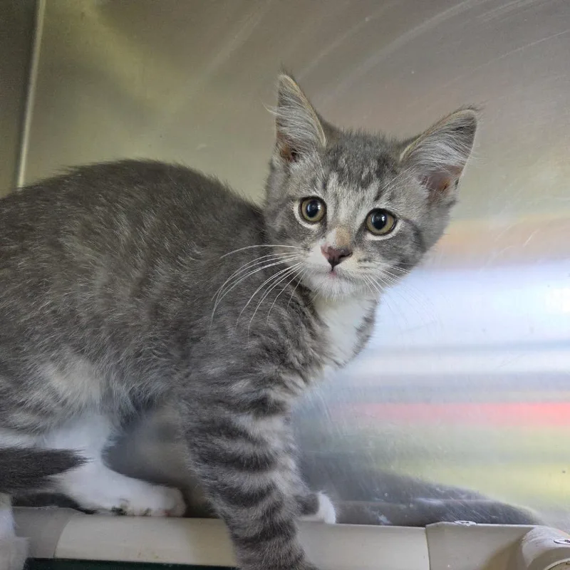 A baby small-sized male Gray / Blue / Silver Domestic Short Hair cat named Monkey for adoption in Rock Falls, IL