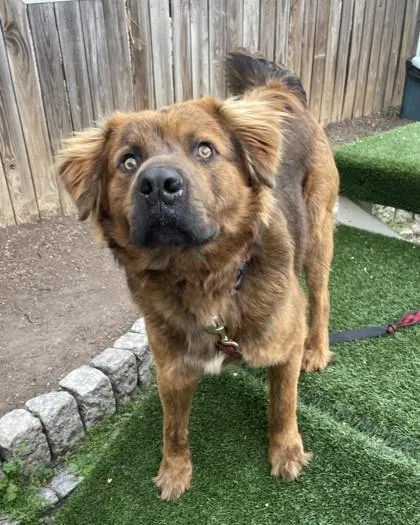 An adult large-sized male Retriever dog named Loaf for adoption in Washington, DC