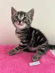 A baby medium-sized male Tabby (Brown / Chocolate) Domestic Short Hair cat named Rhapsody for adoption in Heathsville, VA