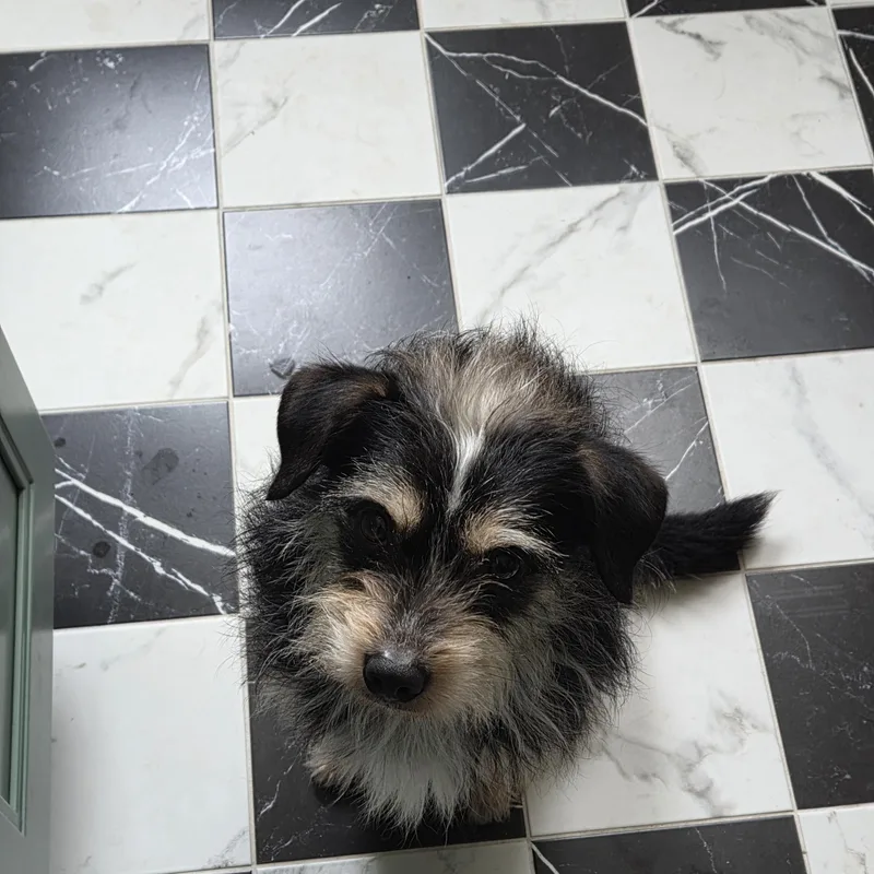 An adult small-sized male Terrier dog named Blaster for adoption in Brooklyn, NY