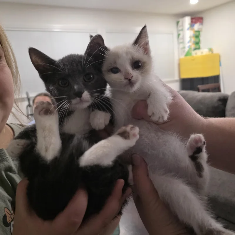 A baby medium-sized male Siamese cat named Simon for adoption in Moriches, NY