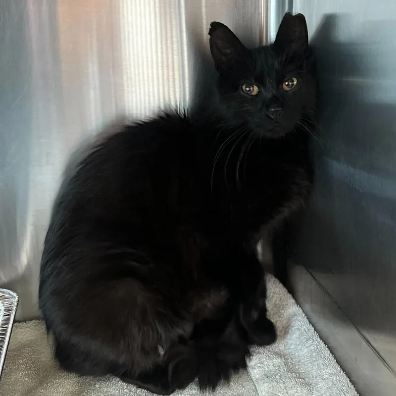 An adult medium-sized female Black Domestic Medium Hair cat named Abigail for adoption in Matteson, IL