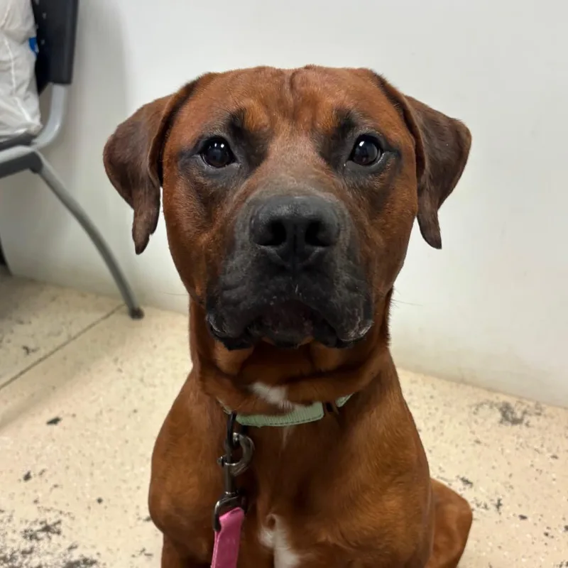 An adult large-sized male Brown / Chocolate Mixed Breed dog named Plato for adoption in Columbia, MO